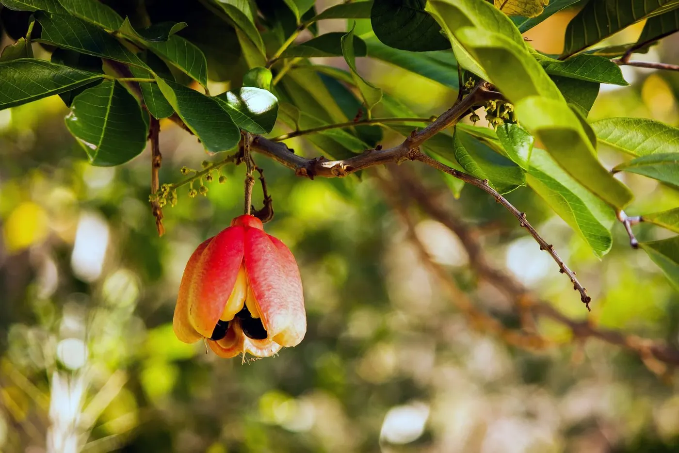 An ackee pod ripening on the tree, split open to show the yellow arils and black seeds